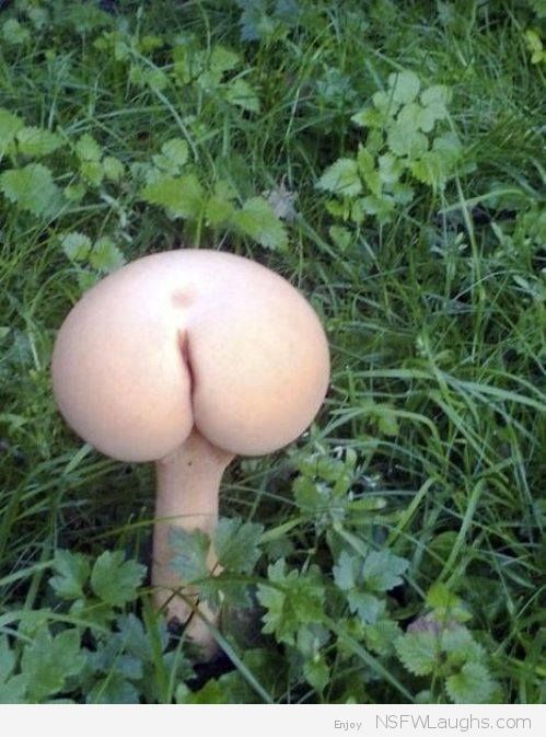 assshroom