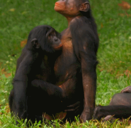 monkey-sex